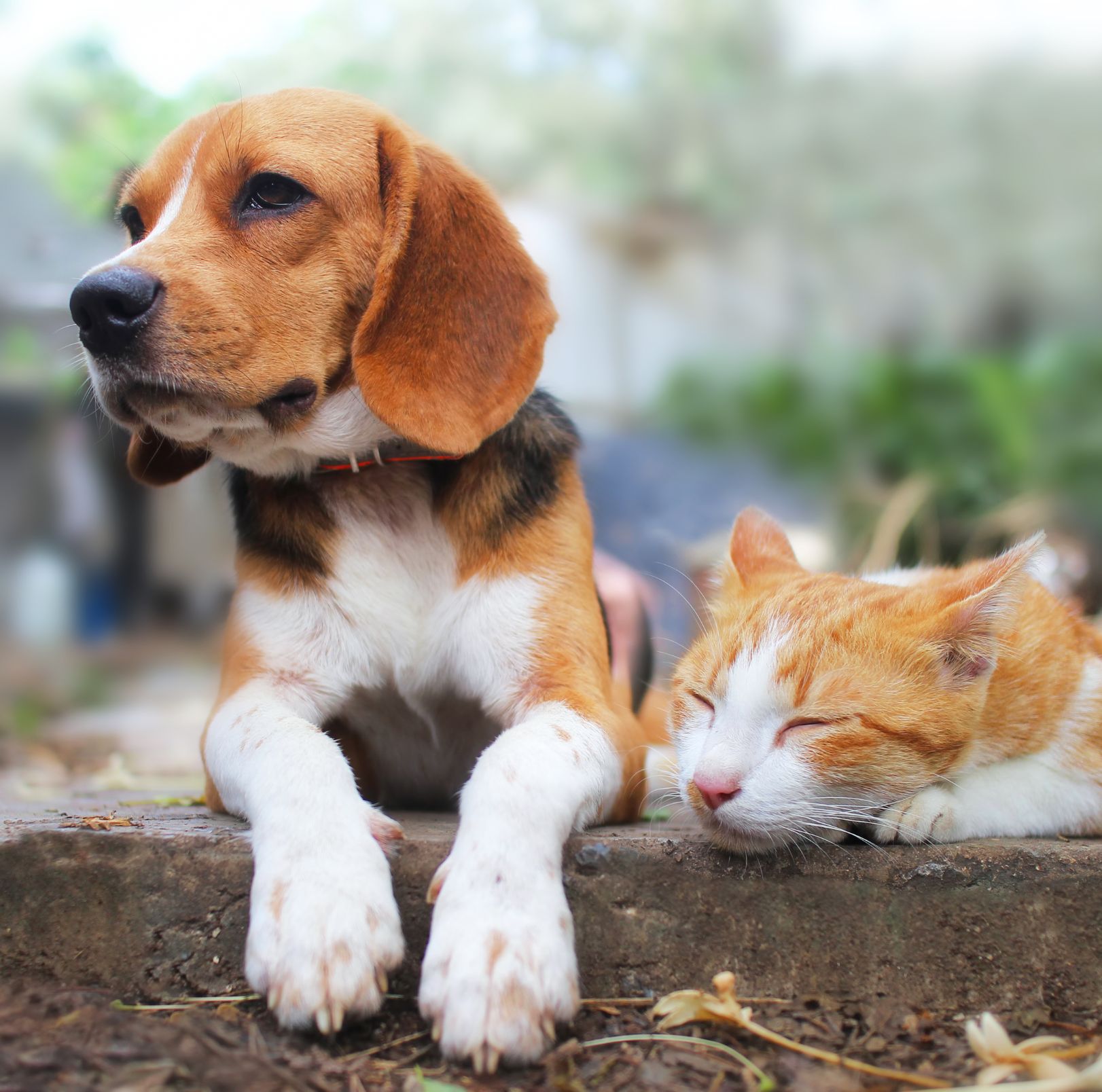 dog and cat