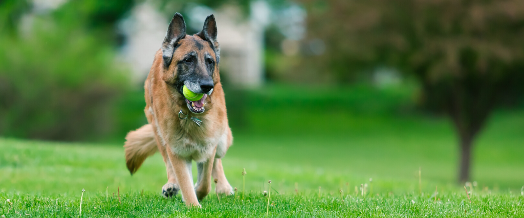 Old purebred German Shepherd Dog outside in grass.
