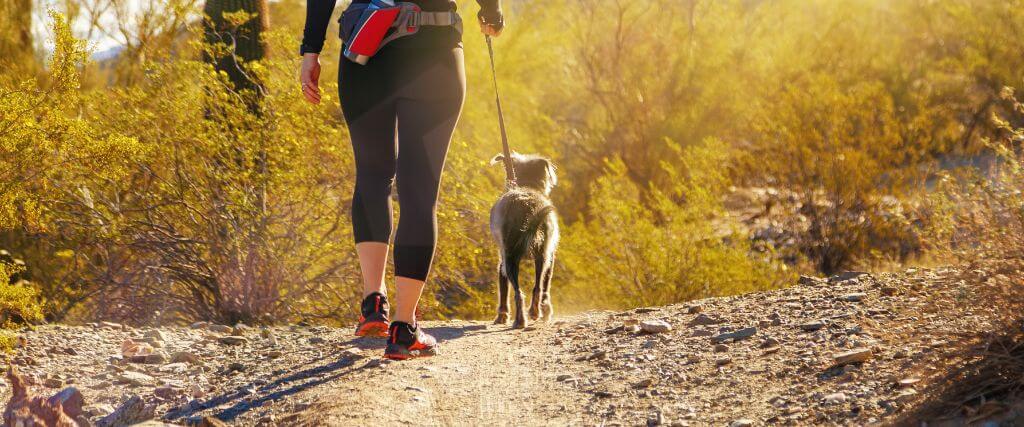 Everything You Need to Know About Dog Rattlesnake Bites & How Your Veterinarian Will Treat Them