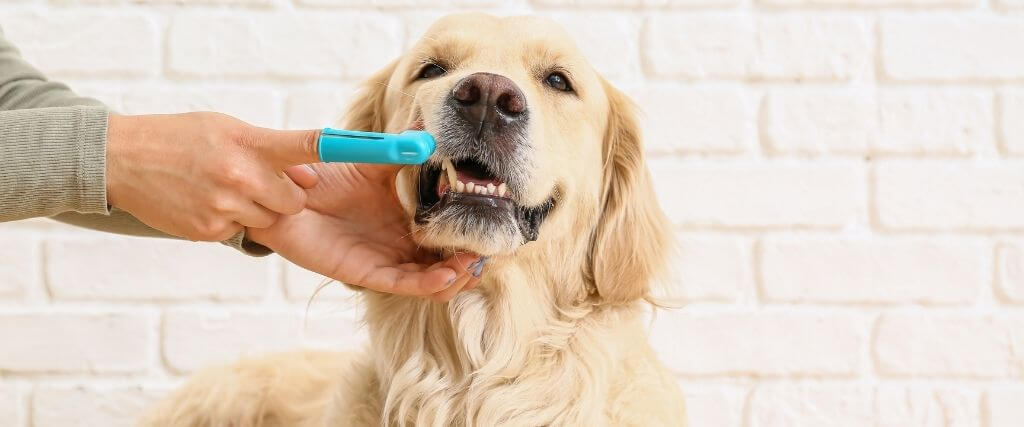 home dental care tips for your dog