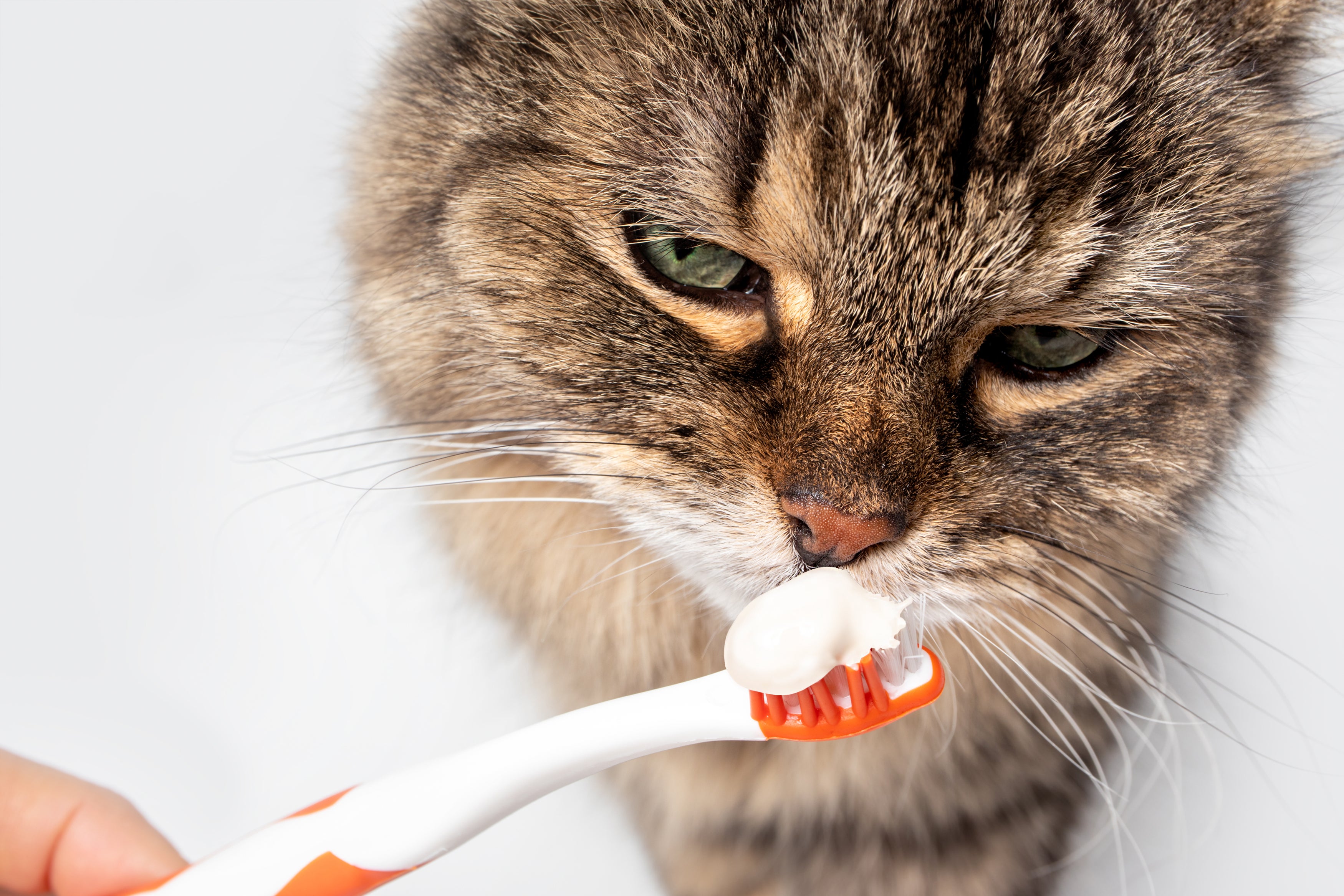 importance of cat dental care