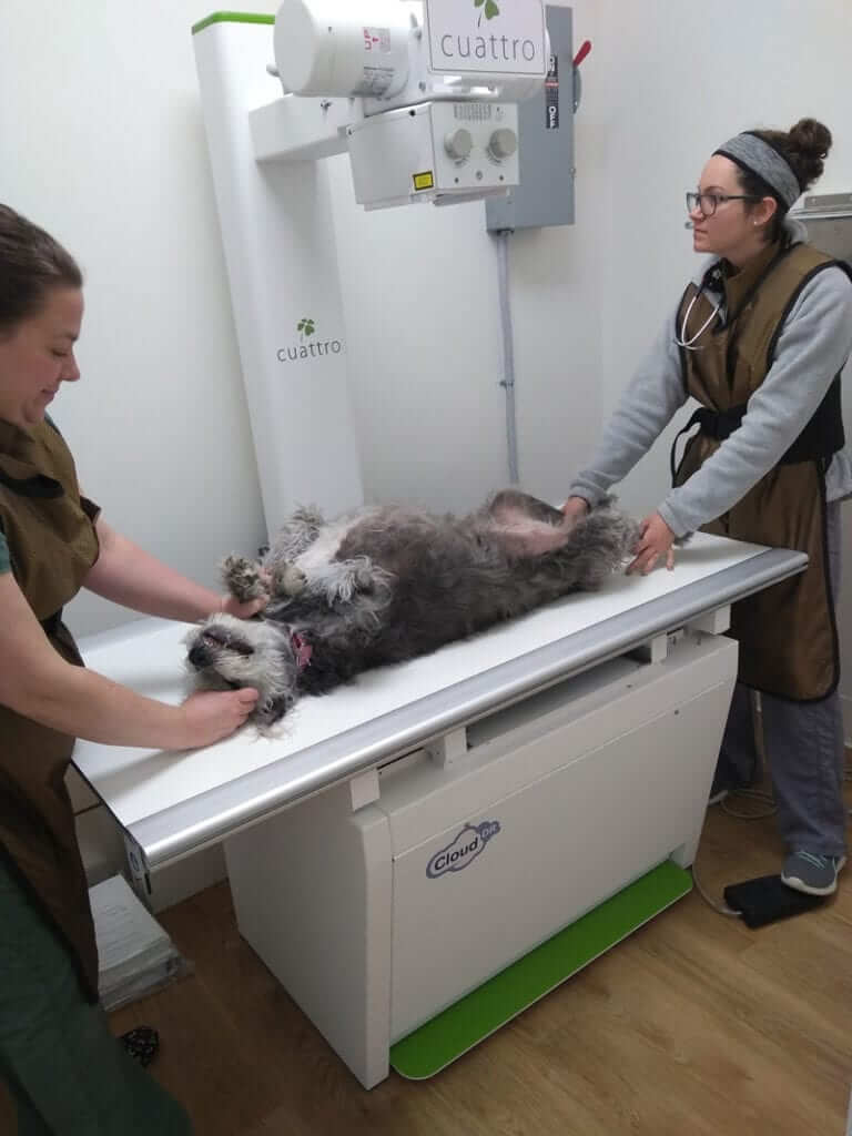 Normal Dog Rdiographs Digital Radiographs | Green Valley Veterinary Care