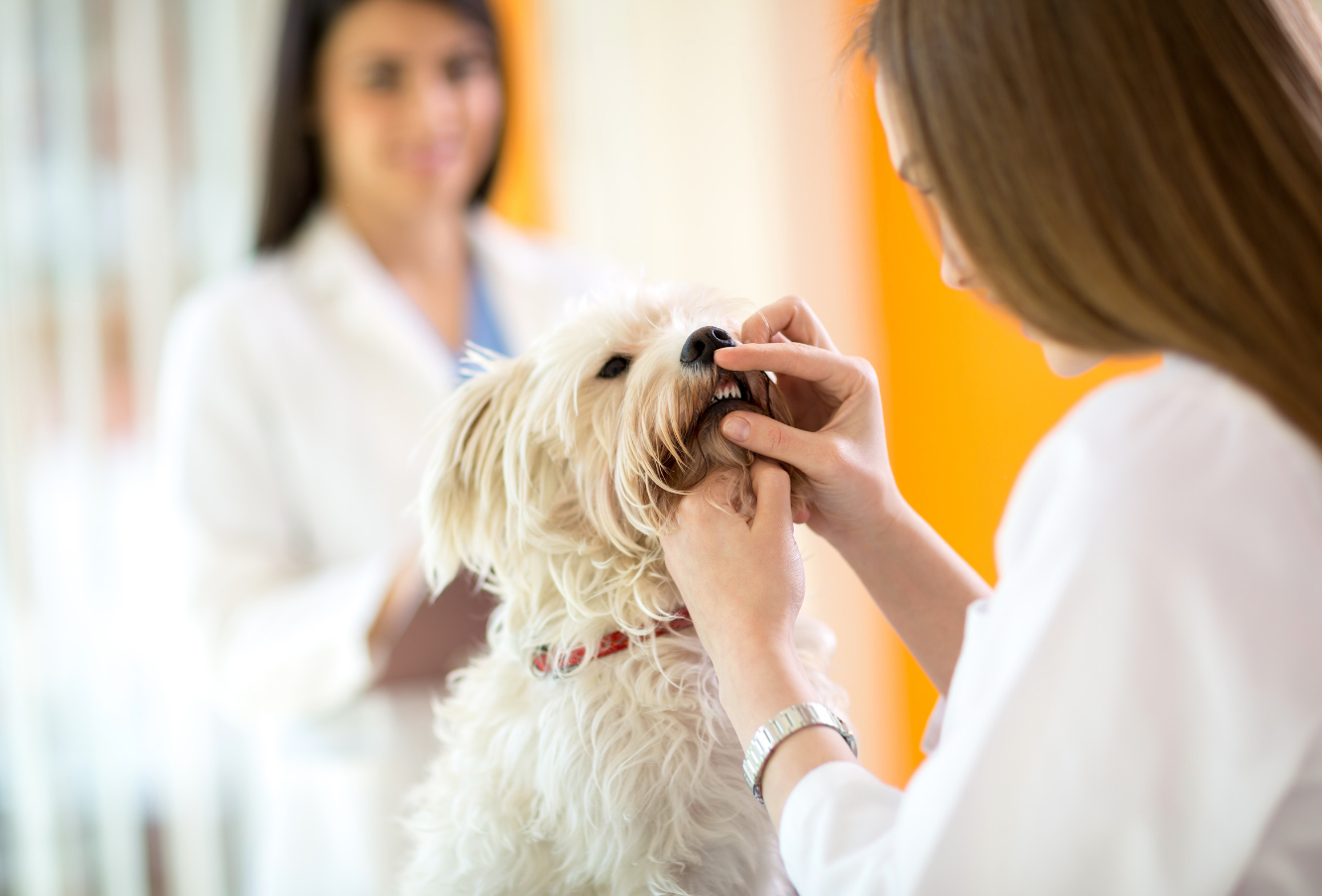 importance of veterinary dog dental care
