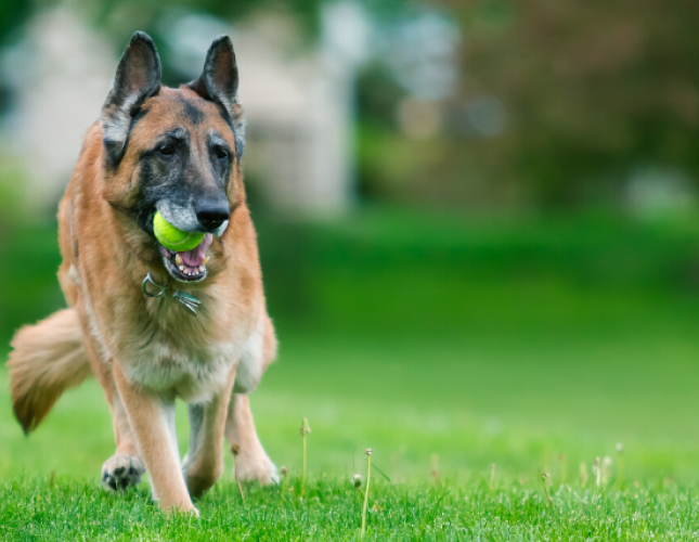 A Tale Of Hip Dysplasia, Arthritis, And Lasers