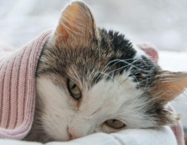 5 Common Cat Illnesses and What You Need to Know