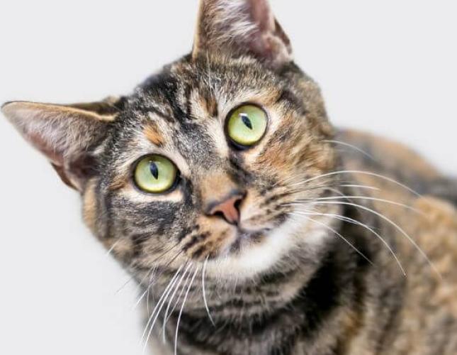 Establishing Truths Regarding Feline Heartworm Disease