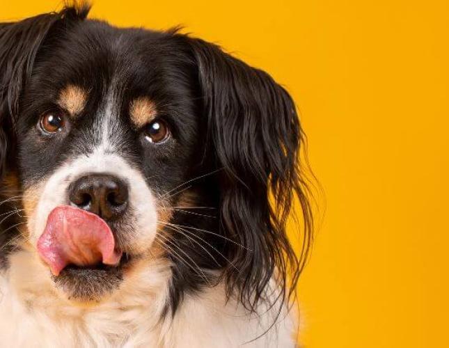 Why Does My Dog Lick So Much? Decoding Dog Licking Behaviors
