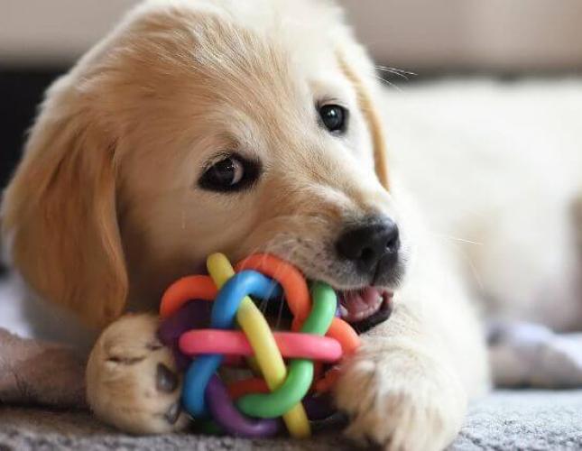 Why Resource Guarding in Dogs Is a Problem & What to Do About It