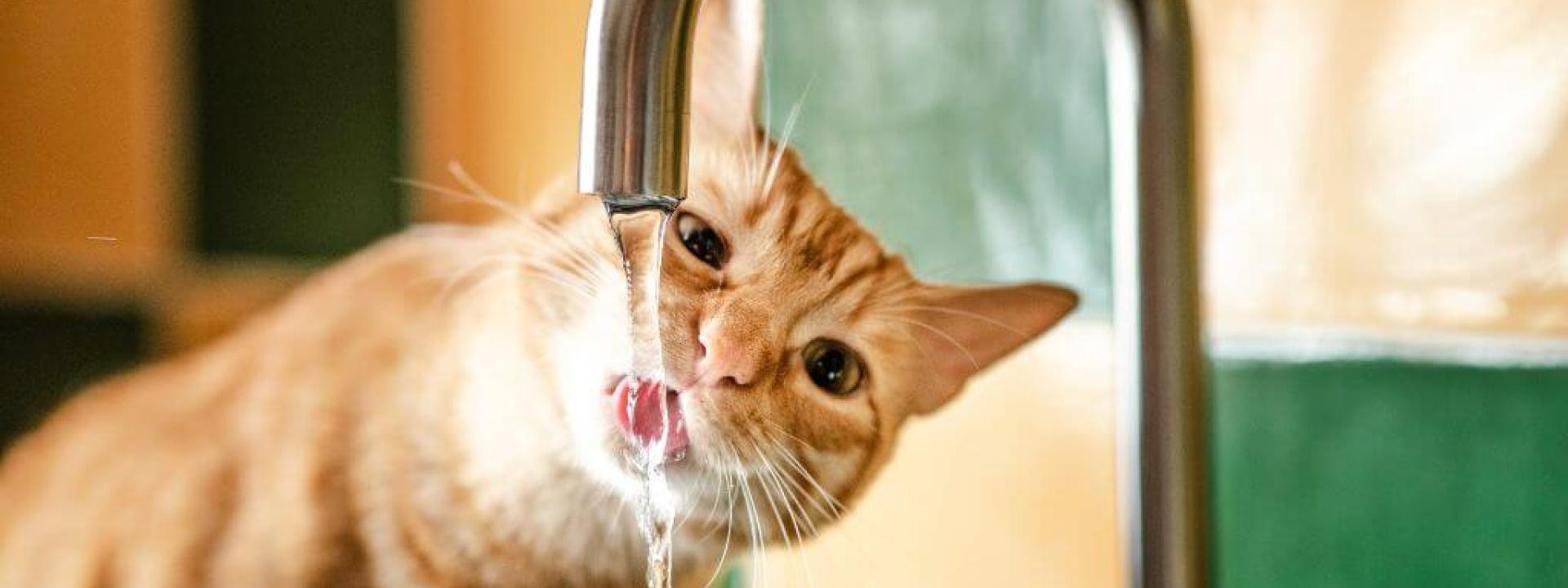 Orange cat drinking from a sink faucet to avoid cat dehydration
