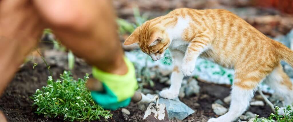 Kitten pawing at soil while their owner gardens