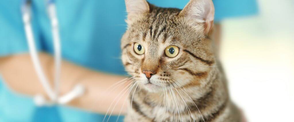 Cat at the vet for cat chiropractic care