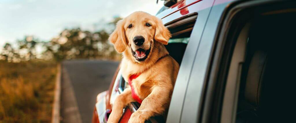 Easing Dog Motion Sickness: Why Some Dogs Get Motion Sickness—And What You Can Do About It