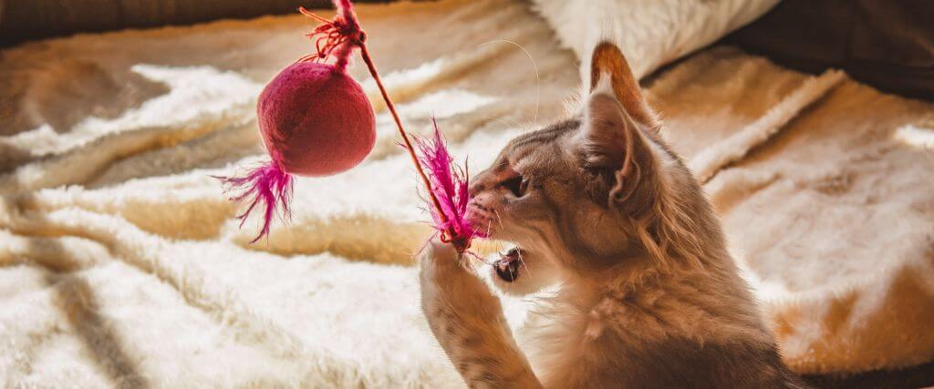 Cat playing with feather wand for cat enrichment