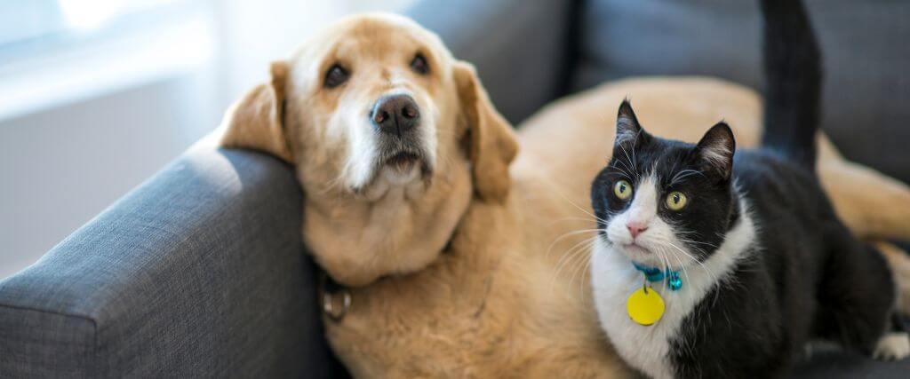 Dog and cat on the couch waiting for a pet sitter to visit